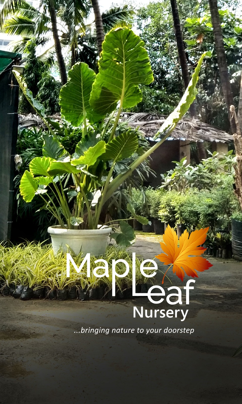 Beautiful landscape design