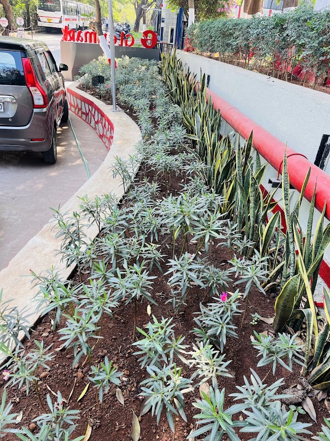 Beautiful landscaping projects