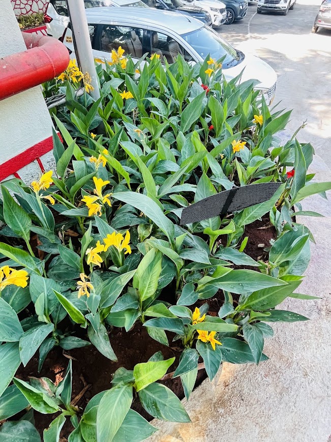 Residential Garden Design